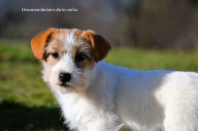 https://chiens-de-france.com/photo/chiens/2025_12/tn200/TN200_chiens-Jack-Russell-Terrier-41a945fb-544f-1304-616c-854a2ad07e8e_min.jpg