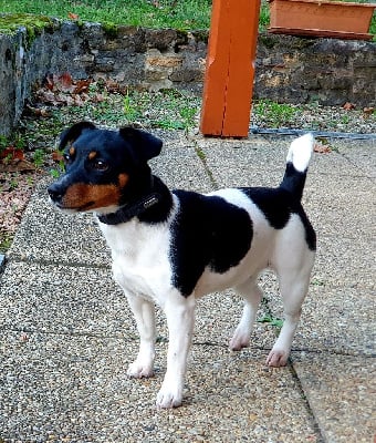 https://chiens-de-france.com/photo/chiens/2025_12/tn200/TN200_chiens-Jack-Russell-Terrier-ef96a002-88b9-6cc4-9572-7c7be4c24a1e_min.jpg