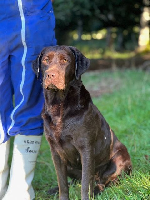 https://chiens-de-france.com/photo/chiens/2025_12/tn200/TN200_chiens-Labrador-Retriever-133347e5-af20-4324-353b-e3158a7d28f0_min.jpg