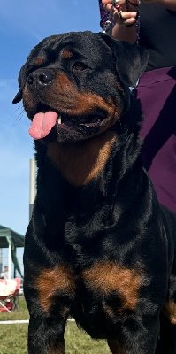 https://chiens-de-france.com/photo/chiens/2025_12/tn200/TN200_chiens-Rottweiler-6efdf0a7-a929-86d4-a9e8-ccfa35376e41_min.jpg