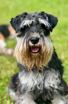 https://chiens-de-france.com/photo/chiens/2025_12/tn200/TN200_chiens-Schnauzer-miniature-ada9ef9c-281f-fc84-2db1-a16e64297210_min.jpg