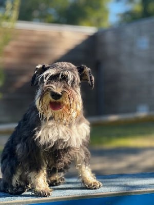 https://chiens-de-france.com/photo/chiens/2025_12/tn200/TN200_chiens-Schnauzer-miniature-b134feb5-21c1-adc4-71c4-d5c7d1405a2b_min.jpg