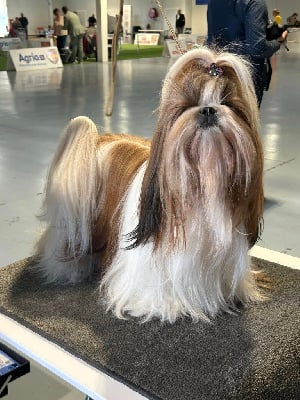 https://chiens-de-france.com/photo/chiens/2025_12/tn200/TN200_chiens-Shih-Tzu-c5140b33-0ae8-b2d4-1d6a-b32d6f87c68b_min.jpg