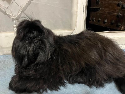 https://chiens-de-france.com/photo/chiens/2025_12/tn200/TN200_chiens-Shih-Tzu-d9814a6e-58bd-0a44-8145-9c983b2ab74f_min.jpg