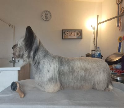 https://chiens-de-france.com/photo/chiens/2025_12/tn200/TN200_chiens-Skye-Terrier-54ea6aa4-e43e-c254-e1ad-7617719a89d3_min.jpg