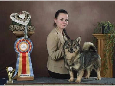 CH. Ulysse de l'Ame des Loups