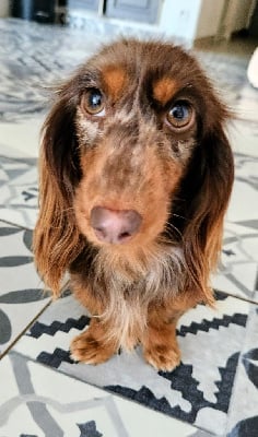 https://chiens-de-france.com/photo/chiens/2025_12/tn200/TN200_chiens-Teckel-poil-long-e5b29761-0852-7ff4-1114-31ece62536ad_min.jpg