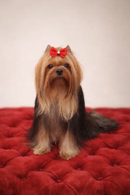 https://chiens-de-france.com/photo/chiens/2025_12/tn200/TN200_chiens-Yorkshire-Terrier-a7d690b0-e0aa-6954-8189-d85a42120979_min.jpg
