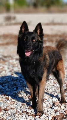 U Fuji Du Royaume De B?Oxie