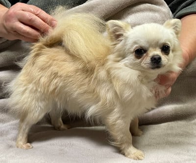 ULISSE DES BARONS DE MAULE Des Etoiles De Nice