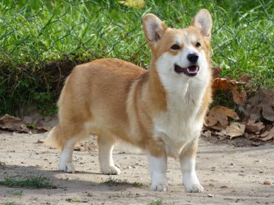https://chiens-de-france.com/photo/chiens/2026_01/tn200/TN200_202601031210006958f9085c368.jpg