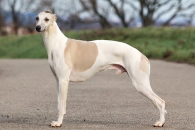 Aaniston Redefining Top Class (Sans Affixe)