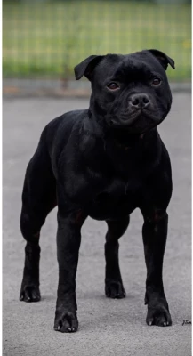 CH. cwmhaf Celtic Quest