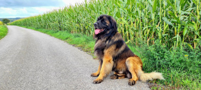 CH. Yona Rocky vom Rossbach (Sans Affixe)