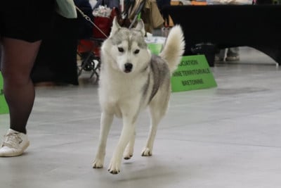 https://chiens-de-france.com/photo/chiens/2026_01/tn200/TN200_20260107081505695e07f9e7d2e.jpg