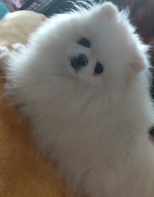 https://chiens-de-france.com/photo/chiens/2026_01/tn200/TN200_20260107122042695e418ad9fff.jpg
