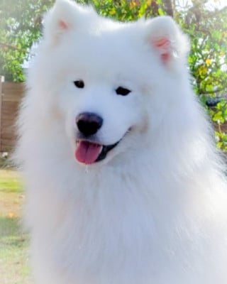 Uginn De La Terre Des F?es