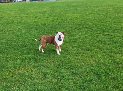 Tiger dit Thorgal du sixième sens du sixieme sens