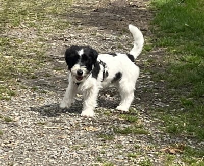 Z- MANDE de LUPERCA de luperca