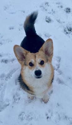 https://chiens-de-france.com/photo/chiens/2026_01/tn200/TN200_20260108153228695fbffcdeae3.jpg