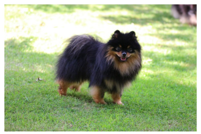 Vulcania zorro est arrive Des gardiens D'had?