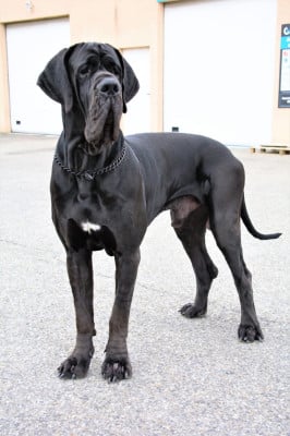 Vador au Royaume de Leyla Au Royaume De Leyla