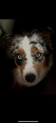 https://chiens-de-france.com/photo/chiens/2026_01/tn200/TN200_2026011013030769623ffb53d42.png