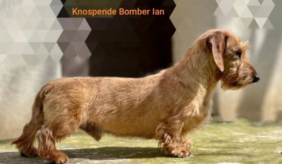 knospende bomber Ian