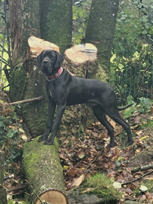 Volf von Doggen Kaiser