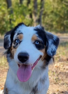 https://chiens-de-france.com/photo/chiens/2026_01/tn200/TN200_2026011319285169668ee36f3b1.jpg