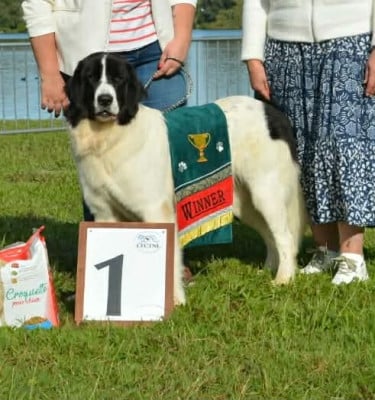 https://chiens-de-france.com/photo/chiens/2026_01/tn200/TN200_20260114095341696759958f72a.jpg