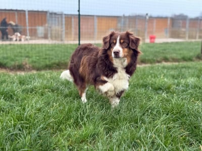https://chiens-de-france.com/photo/chiens/2026_01/tn200/TN200_202601141822226967d0ceb1916.jpg