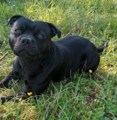 Ulkogan Des Crocs De Calabre