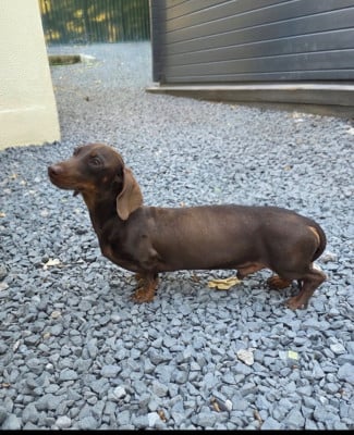 Valentino le Royaume des Minus Enchante Le Royaume Des Minus Enchante