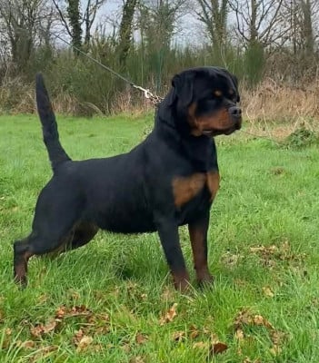 https://chiens-de-france.com/photo/chiens/2026_01/tn200/TN200_202601160954486969fcd8874d6.jpg