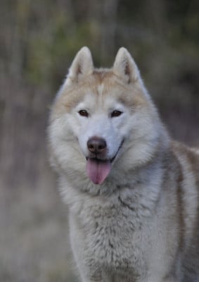 Sisko De la vallee de morava