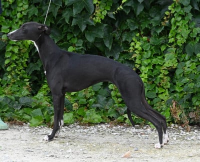https://chiens-de-france.com/photo/chiens/2026_01/tn200/TN200_20260119142840696e31884bed8.jpg