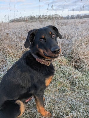 Vegga des Feux de Beltaine Des Feux De Beltaine