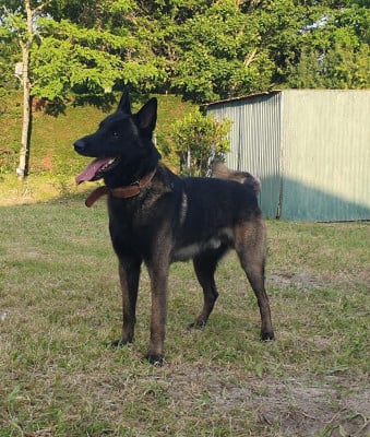 S'kovu (Sans Affixe)