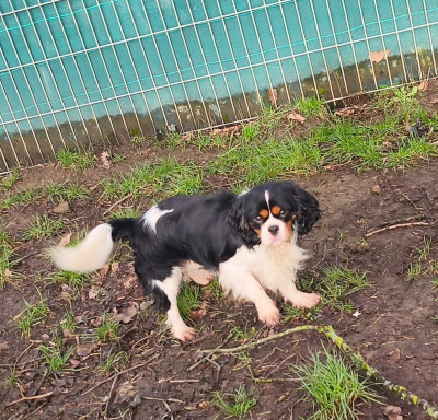 VALENTIN du domaine des quatre pattes