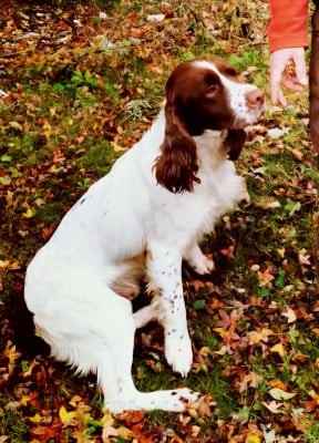 CH. Thor De La Plaine Du Mailhol