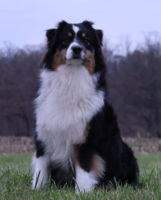 https://chiens-de-france.com/photo/chiens/2026_01/tn200/TN200_2026012317064869739c98d6da2.jpg