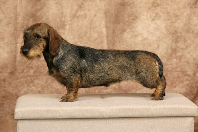 https://chiens-de-france.com/photo/chiens/2026_01/tn200/TN200_202601241424586974c82abc5cc.jpg