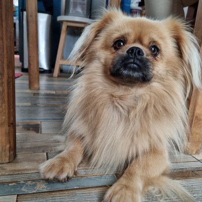 simba de dame nature du Domaine Les Deux Hermines