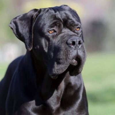 HATRIM (Sans Affixe)