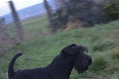 Vasco La Villa y Roble