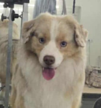 Make my day Sofas Style of Wolf Point