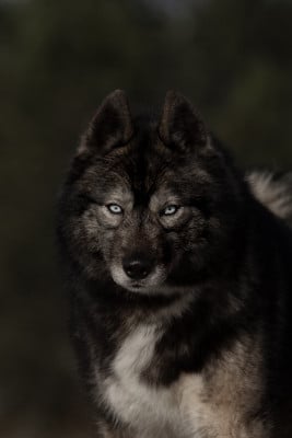 Togo Of Moonlight's Rhapsody