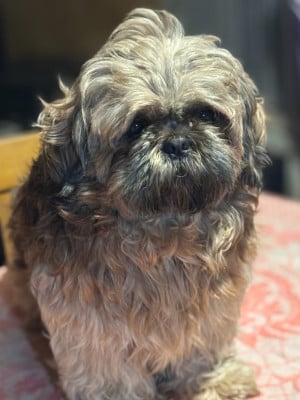 Vinny De La Haie Des Bichottes