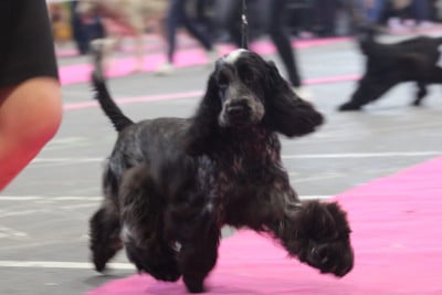 https://chiens-de-france.com/photo/chiens/2026_01/tn200/TN200_20260128141047697a0ad772128.jpg